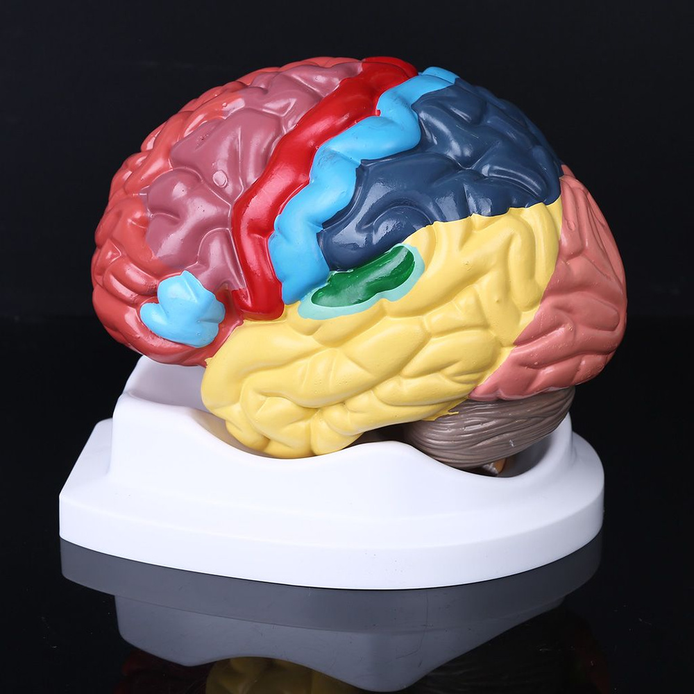 Модель мозга #1