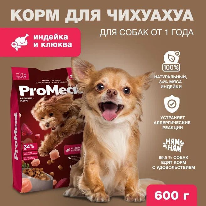 Корм для чихуахуа рояль. Роял канин для щенков мелких пород чихуахуа. Роял канин для щенков чихуахуа. Royal canin чихуахуа для щенков. Royal canin чихуахуа для щенков.