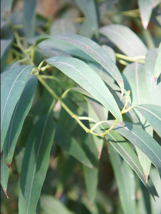 Эвкалипт Эвкалипт (Николи, "Eucalyptus Nicholil") - купить по выгодным ...