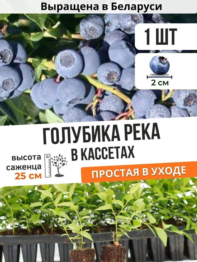 Голубика высокорослая река. Голубика садовая река. Голубика высокорослая дарроу. Голубика сорт блюголд. Голубика река куст.