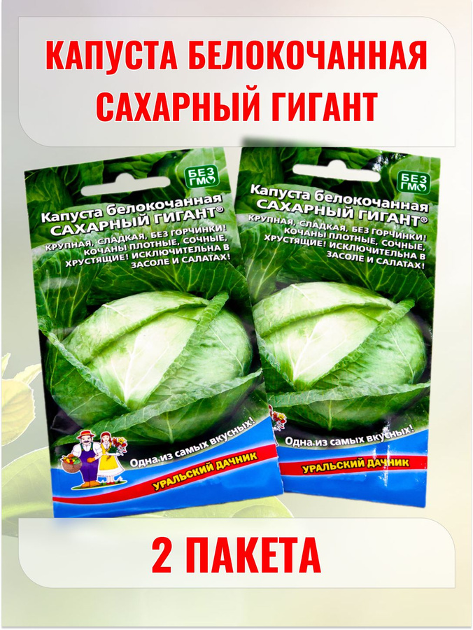 Самые крупные сорта белокочанной капусты: топ-5