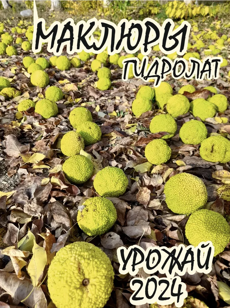 Гидролат маклюры, вариант, фото 3