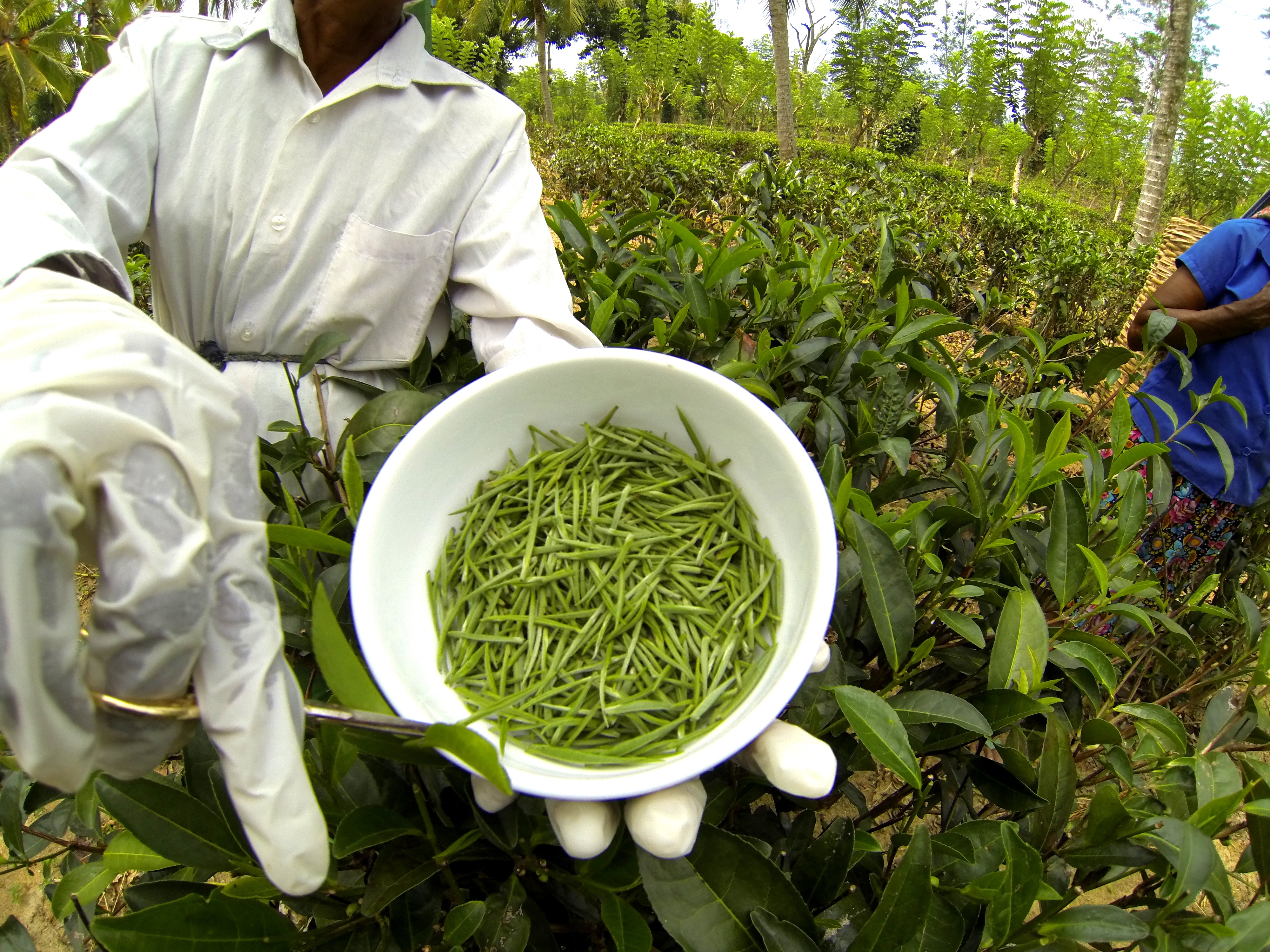 Цейлонский чай из шри ланки. Шри Ланка чайная плантация чайная фабрика. Чайные фабрики Шри Ланки. Чай Шри Ланка чайная фабрика. Чайная фабрика в Шри Ланке.