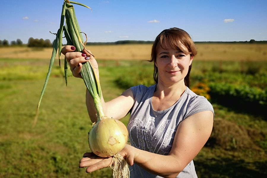 Эксибишен описание сорта фото