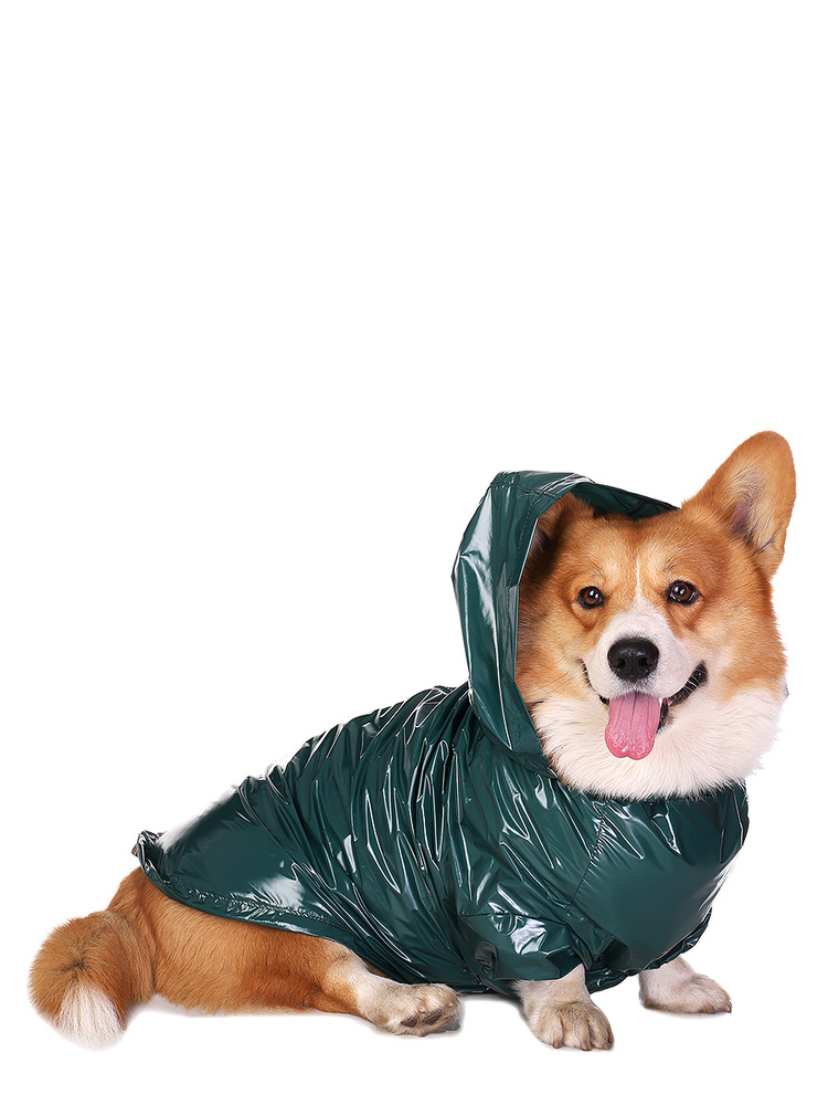 Дождевик для собаки Монморанси Корги зеленый, M - купить с доставкой по  выгодным ценам в интернет-магазине OZON (198040008)