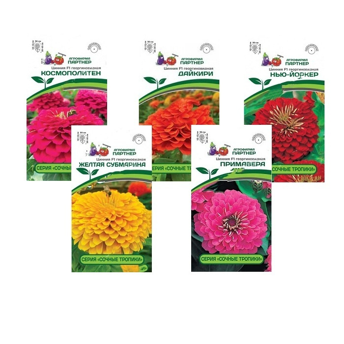 Цинния малиновый щербет. Фирма партнер семена цинии. Циния конфитюр. Фирма партнер семена цинии. Цинния малиновый щербет.