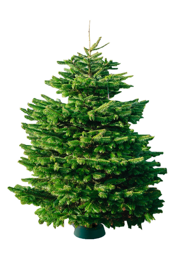 Елка живая Original Nordmann, 225-250 см - купить с доставкой по ...