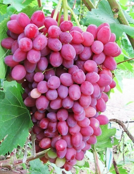 Виноград Виноград Велес - купить по выгодным ценам в интернет-магазине OZON(457062112)