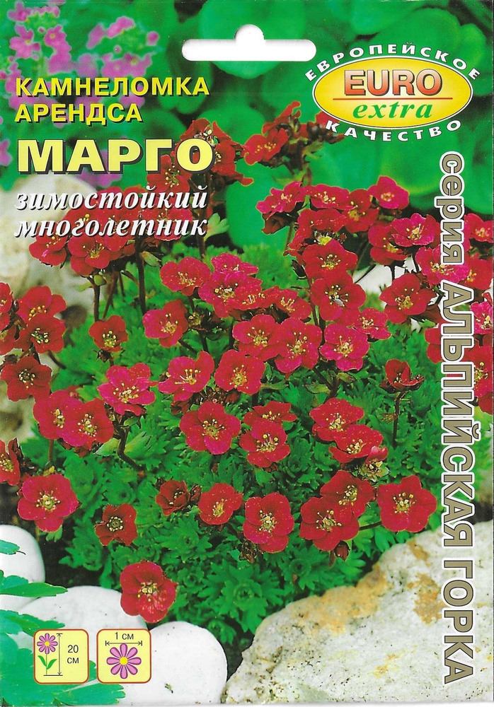 Семена многолетних низкорослых цветов. Камнеломка Арендса семена. Камнеломка Арендса Марго. Камнеломка Андерса пурпурный ковер.