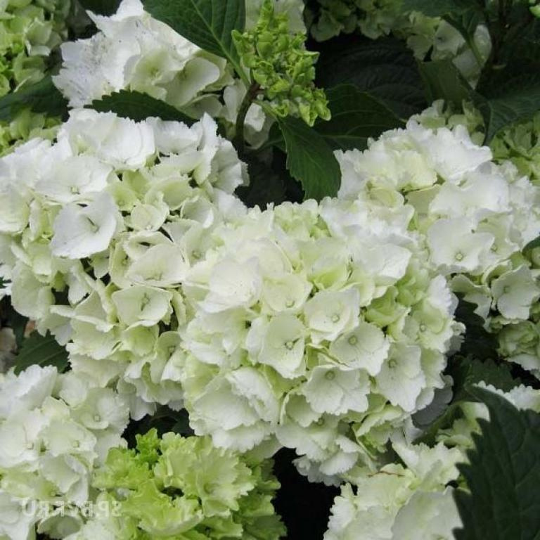 Гортензия крупнолистовая Шниебол - купить с доставкой по выгодным ценам ...