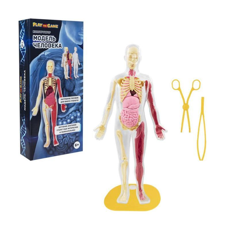 Конструктор Модель человека, строение тела, набор для научных опытов ...