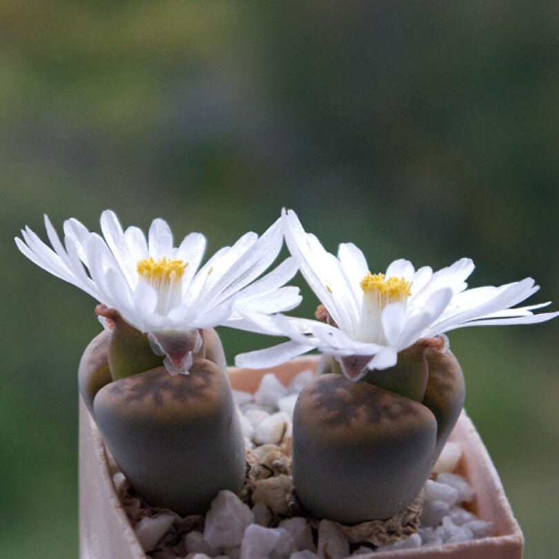 Суккулент Литопс Lithops karasmontana v. lericheana C-329 семена (10 ШТ) #1