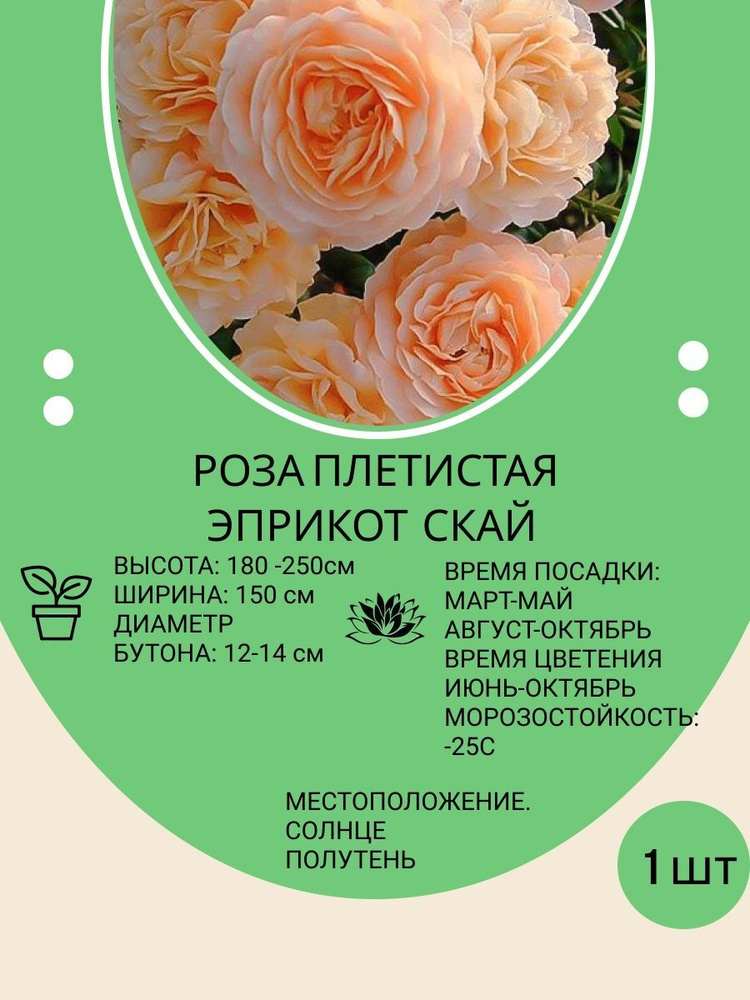 Роза плетистая, канадская, многолетние цветы для сада и дачи - купить с ...