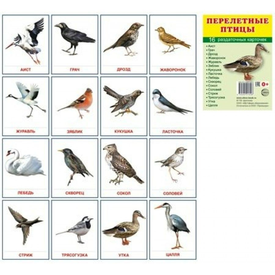 Птицы бывают перелетными. Карточки сфера 16 штук птицы перелётные. Раздаточные карточки перелетные птицы 16 карточек. Перелётные птицы 16 карточек. Перелетные птицы птицы карточки.