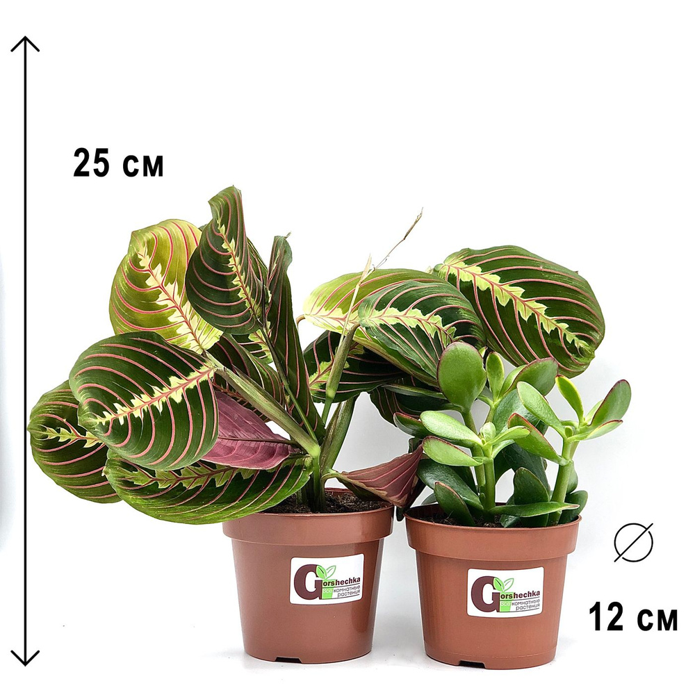 Набор 2 растения (d12): Маранта Триколор, Крассула Овата, высота 20-30см