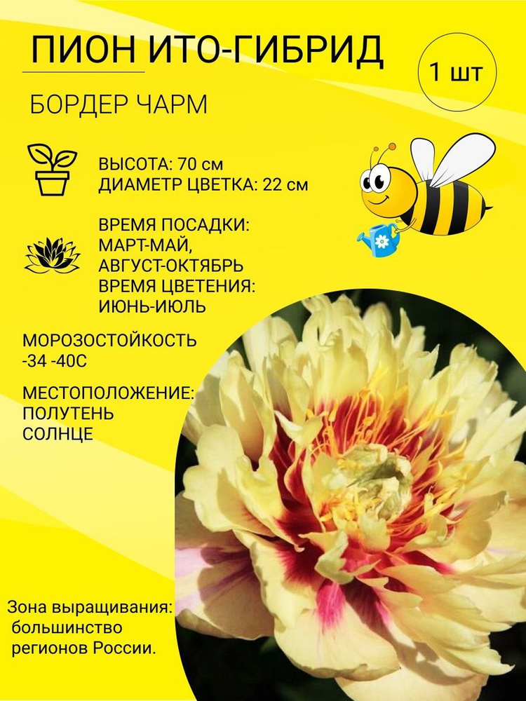 Пион Бордер Чарм, корень пиона для посадки, многолетние кустовые цветы ...