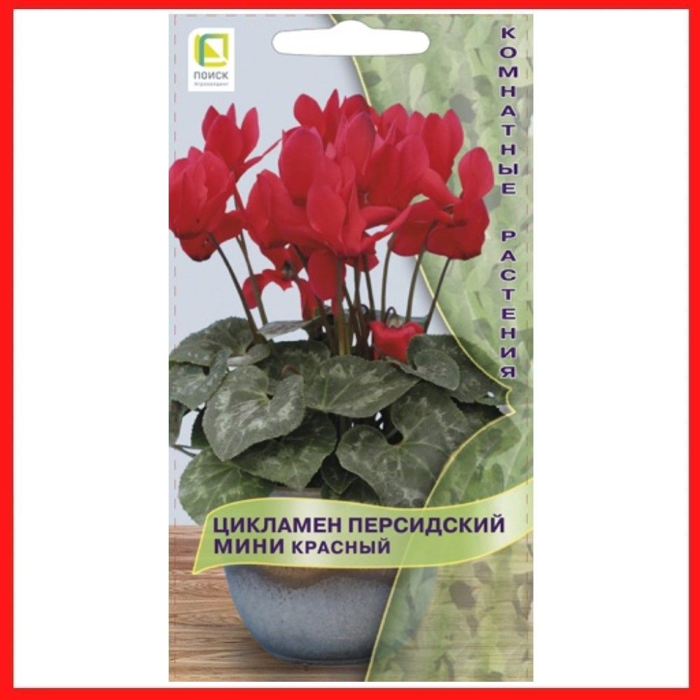 Семена цветов Цикламен персидский мини "Красный", 2 шт, многолетний, домашние комнатные растения, для #1