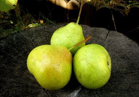 Груша Бессемянка Саженец плодовых деревьев - купить с доставкой по выгоднымценам в интернет-магазине OZON (1144094775)