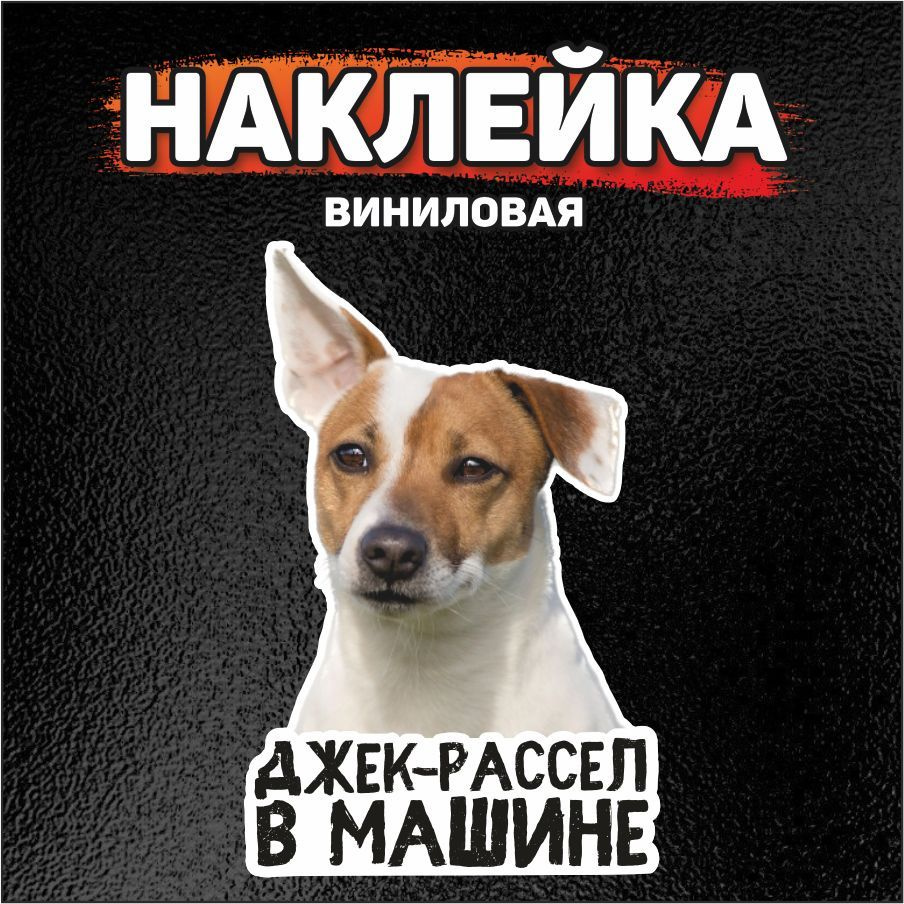 Наклейка на автомобиль, DANGER DOG, Джек-рассел в машине - купить по  выгодным ценам в интернет-магазине OZON (852486233)