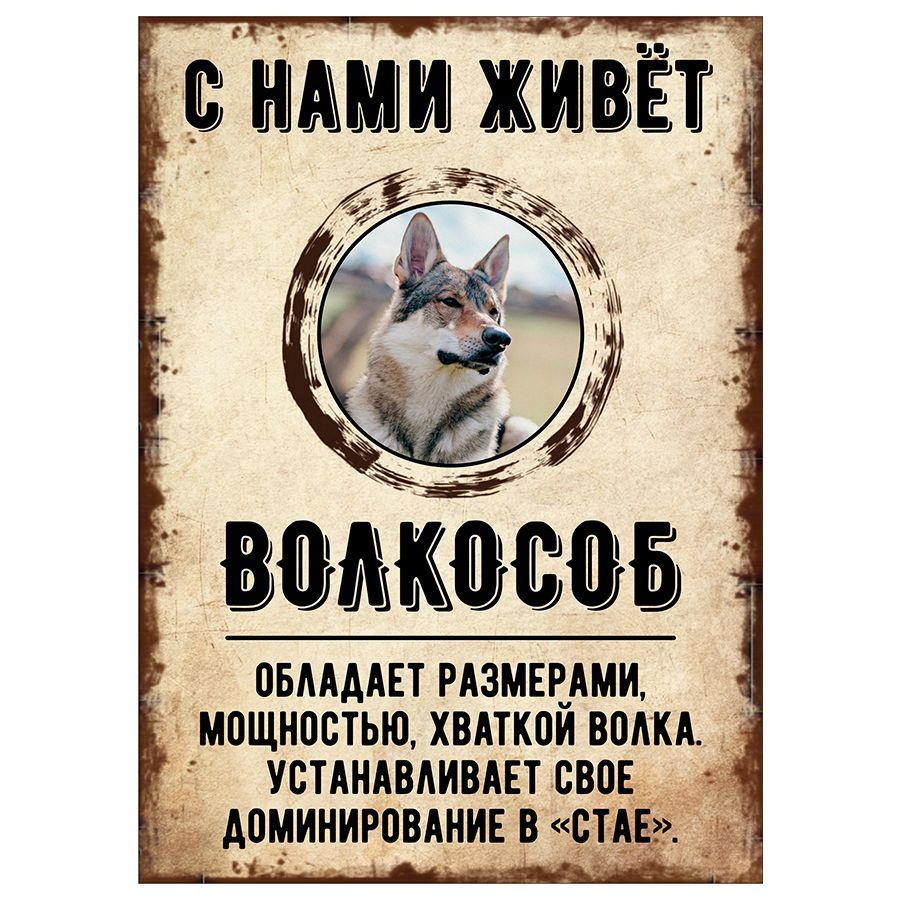 Табличка, декоративная, DANGER DOG, С нами живет Волкособ, 18см х 25см, 25  см, 18 см - купить в интернет-магазине OZON по выгодной цене (851345050)