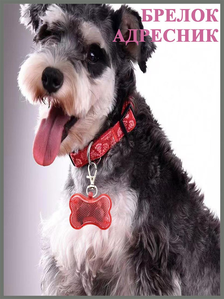 Светодиодный брелок-адресник для собак - купить с доставкой по выгодным ...