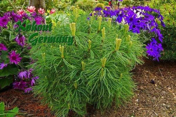 Сосна Веймутова "Грин Керлс" (Green Curls) ( 20-25 ) - купить с ...