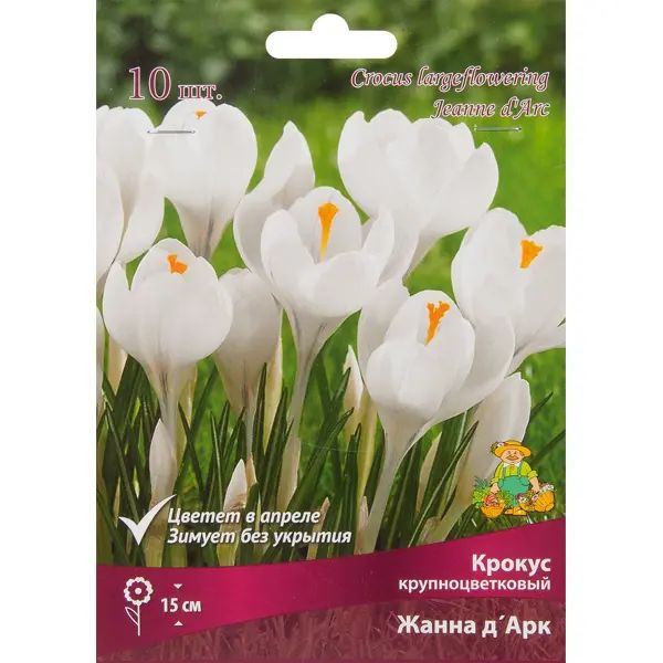 Altero Stroy Крокус крупноцветковый Жанна Дарк, 10 шт Alte - купить по ...