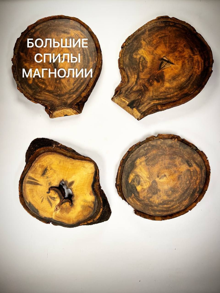 Большой спил дерева Магнолии 20-32см 1 шт - купить с доставкой по ...