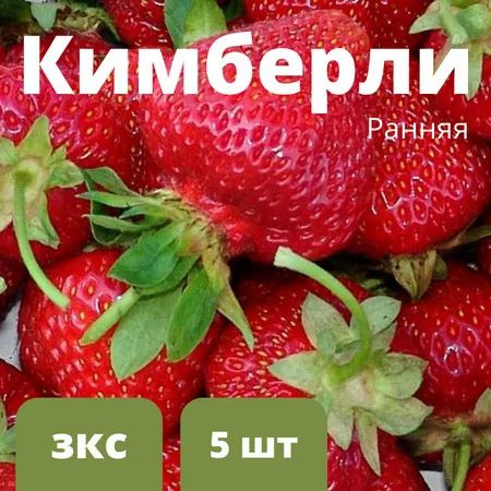 Клубника "Кимберли" 5 штук саженцев #1