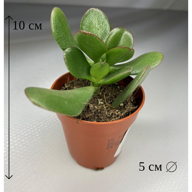 Крассула Овата 5/10 #1