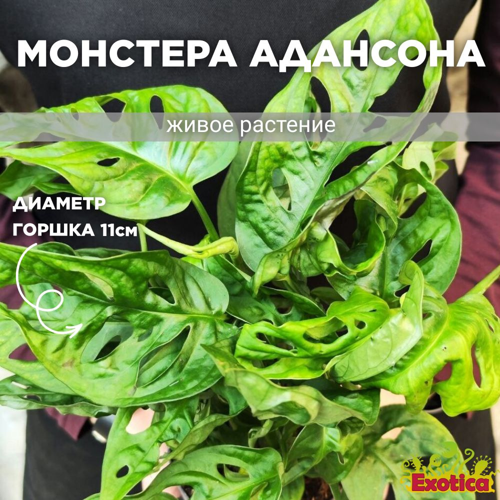 Монстера Exotica Monstera Obliqua Adansonii D11cm, 11 дм, 01094 шт - купить  по выгодной цене в интернет-магазине OZON (727072967)