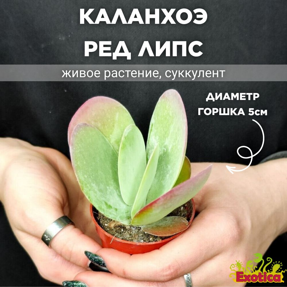 Каланхоэ Тирсифлора Ред Липс (Kalanchoe Thyrsiflora Red Lips) D5см #1