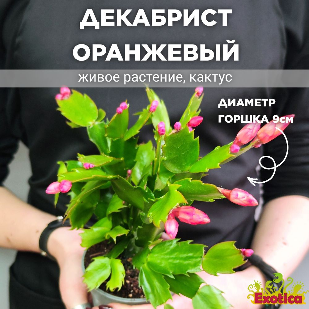 Декабрист Оранжевый, или Шлюмбергера (Schlumbergera Tendenza Orange) D9см  #1