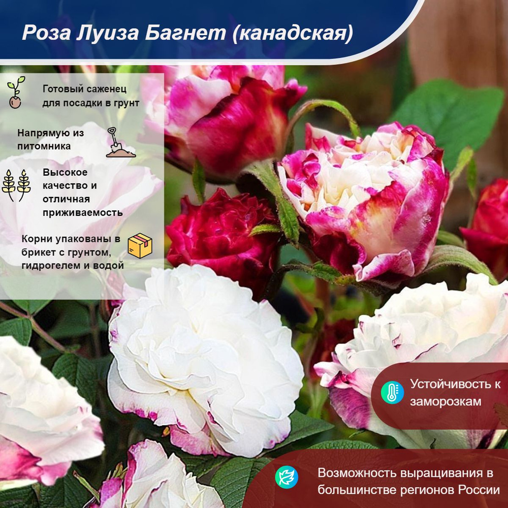 Саженец #1