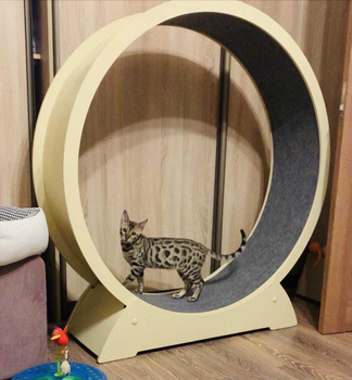 Никогда не покупайте колесо беговое для кошек, если любите толстых питомцев блог зоомагазина Зоокул