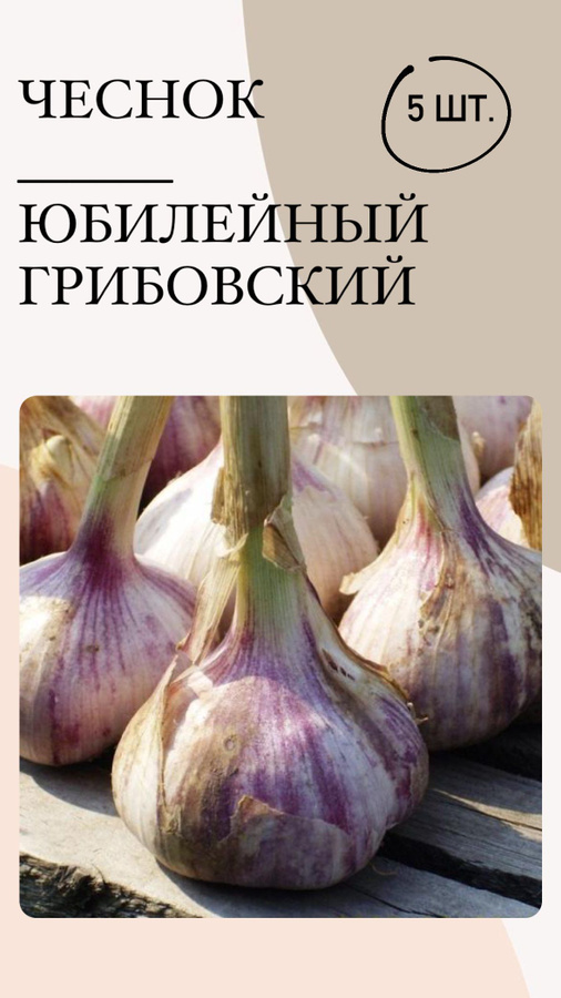 Грибовский чеснок озимый описание. Яровой чеснок. Чеснок Пятерочка.