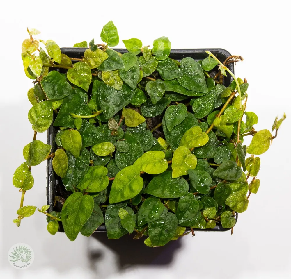 Фикус пумила минима (Ficus Pumila Minima), вариант