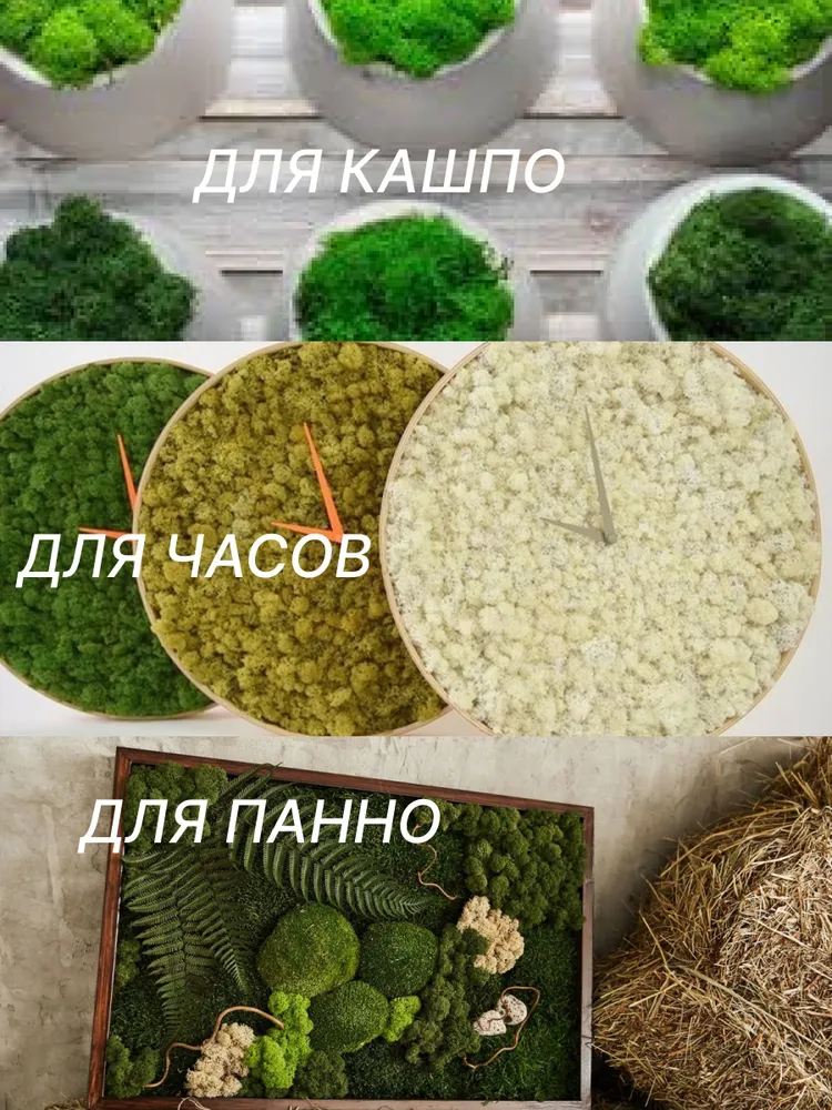 FreshMoss Стабилизированный мох Мох 100 г салатовый, 100 г, фото 4