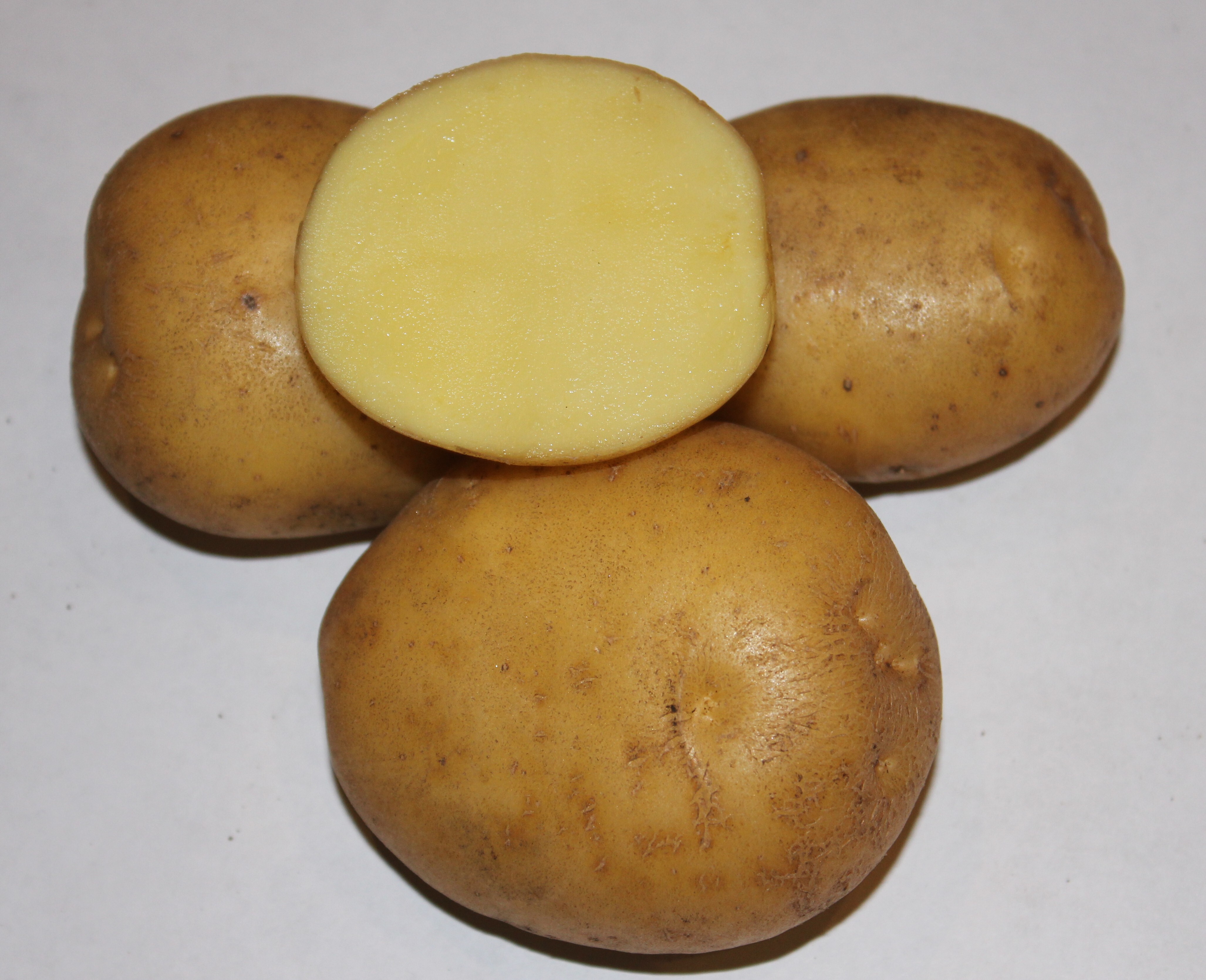 Какие ранние сорта картофеля. Семенной картофель Метеор. Сорт картошки Метеор. Картофель Метеор суперэлита. Сорт Гретта картофель.