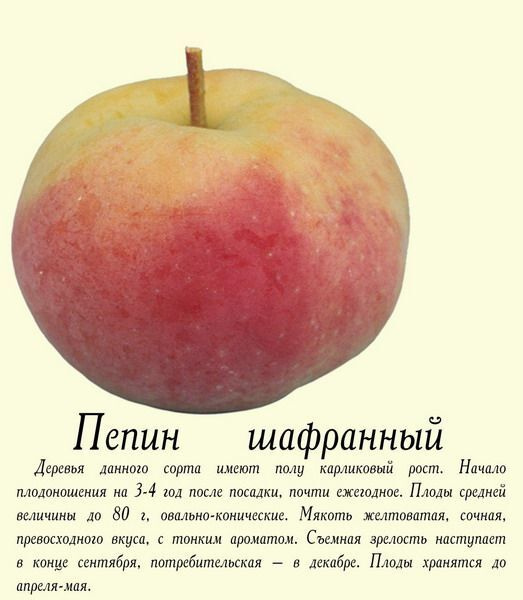 Сорт яблок шафран фото и описание