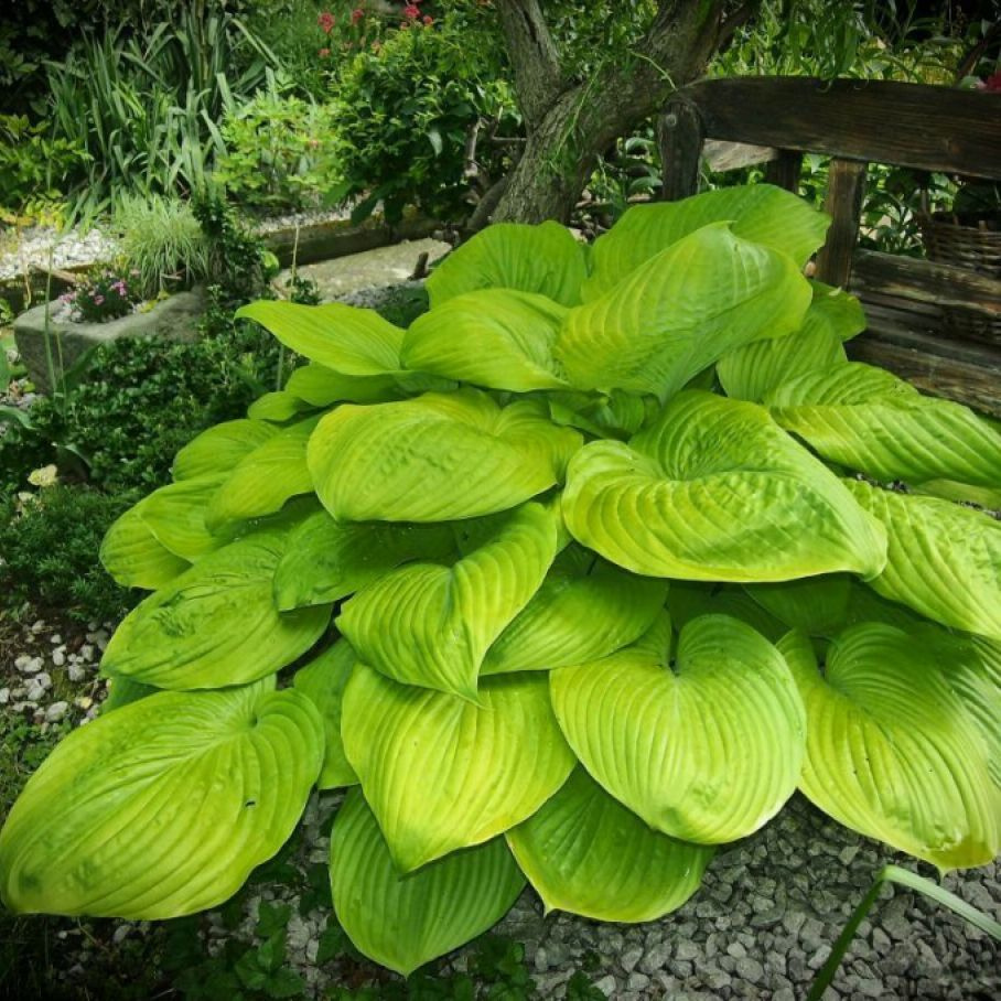 Оста гибридная "sum and substance. Хоста сам энд сабстенс. Хоста zounds. Хоста гибридная sum and substance. Хоста гибридная сам энд сабстанс.