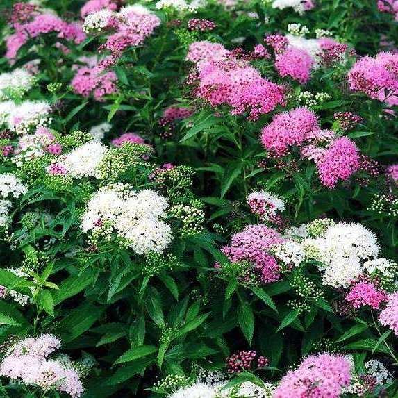 Спирея японская Генпей (Широбана) купить на OZON по низкой цене ...