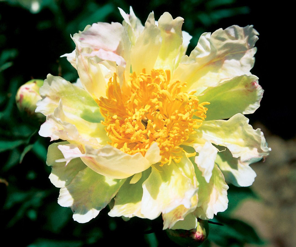 Пион "green lotus"(грин лотус). Пион травянистый грин лотос. Пион "green lotus"(грин лотус). Грин лотус. Пион грин лотос green lotus.