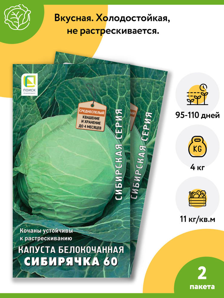 Капуста белокочанная Сибирячка 60 (2 пакета по 0,5 г) семена "Поиск". Вкусная. Холодостойкая, не растрескивается. #1