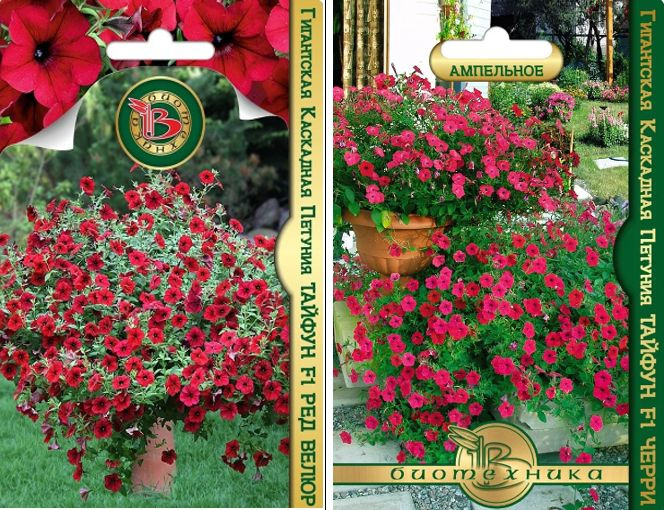 Петунии Биотехника 1299 - купить по выгодным ценам в интернет-магазине ...