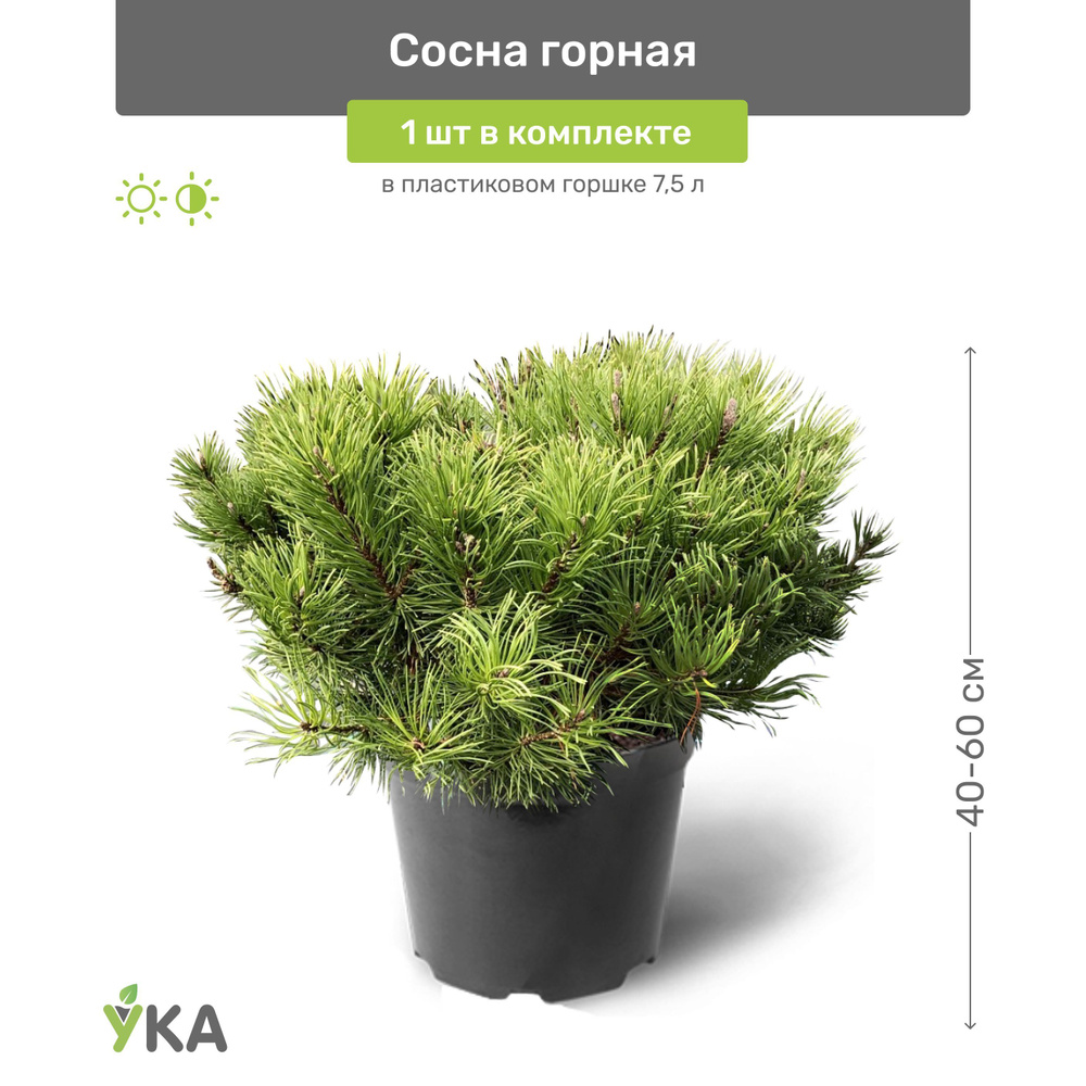 Сосна горная 40-60 см в пластиковом горшке 7,5 л, саженец, хвойное ...