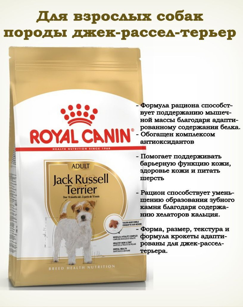 Royal canin jack russell sales senior