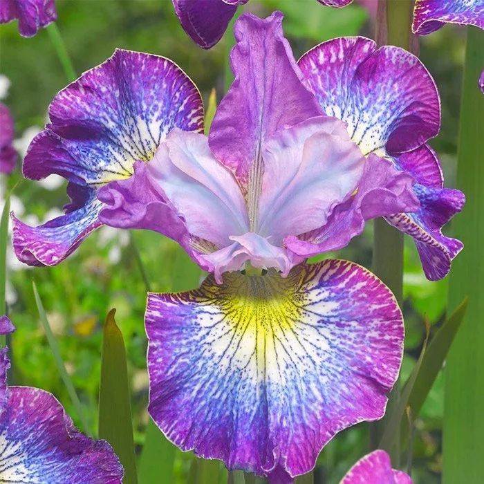 Қатал топтық секс