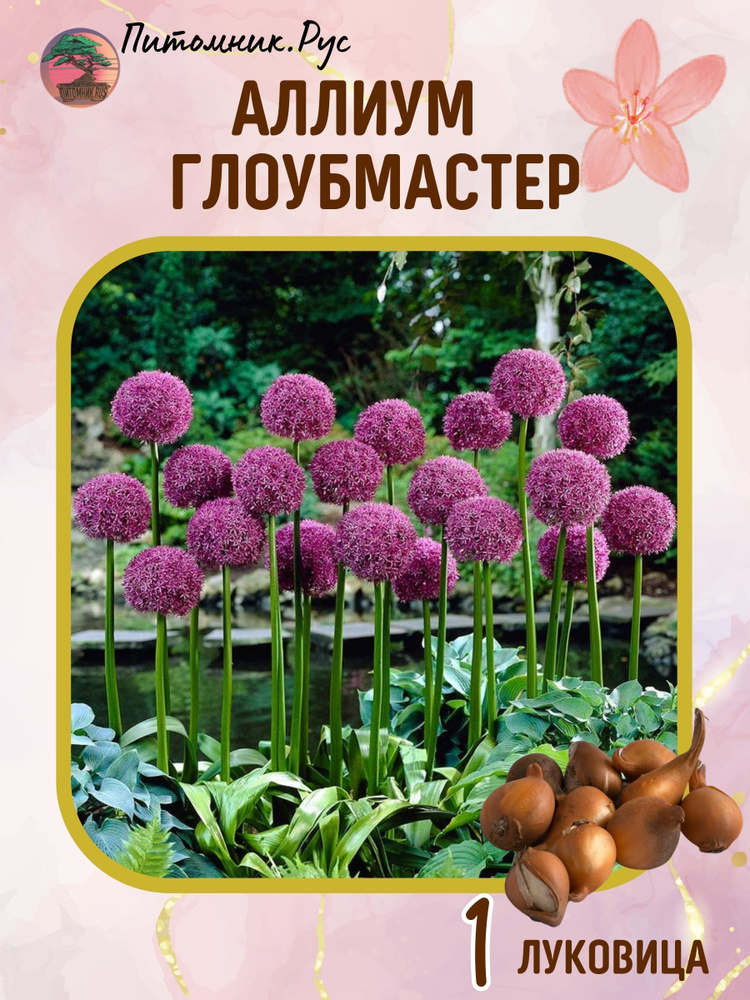 Аллиум 'Globemaster' луковица - купить с доставкой по выгодным ценам в ...