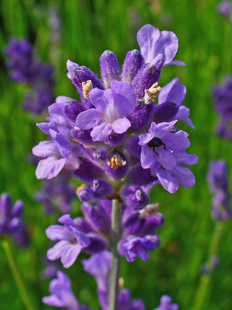 Семена Лаванда настоящая (Lavandula angustifolia), 25 штук #1